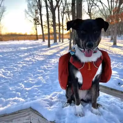 McFarland Dog Park - McFarland, WI