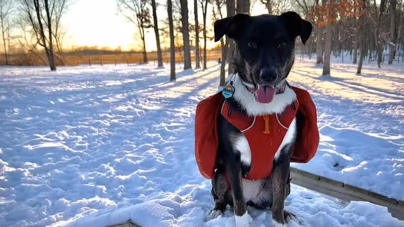 McFarland Dog Park - McFarland, WI