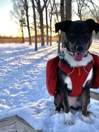 McFarland Dog Park - McFarland, WI