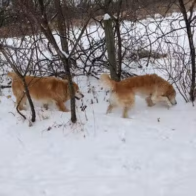 McFarland Dog Park - McFarland, WI