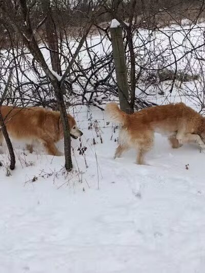 McFarland Dog Park - McFarland, WI