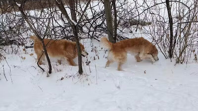 McFarland Dog Park - McFarland, WI