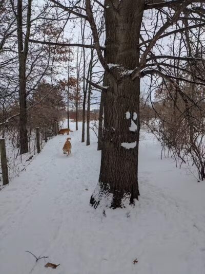 McFarland Dog Park - McFarland, WI