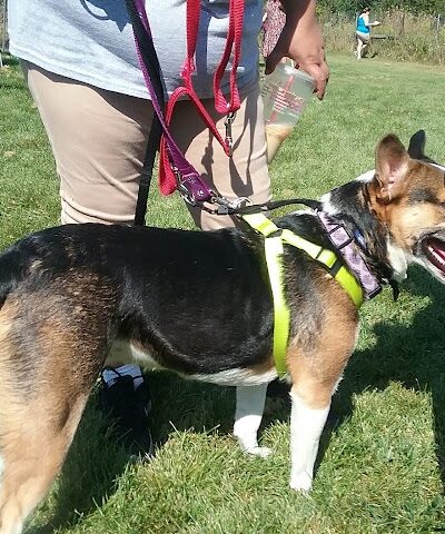 McBark Dog Park - McHenry, IL