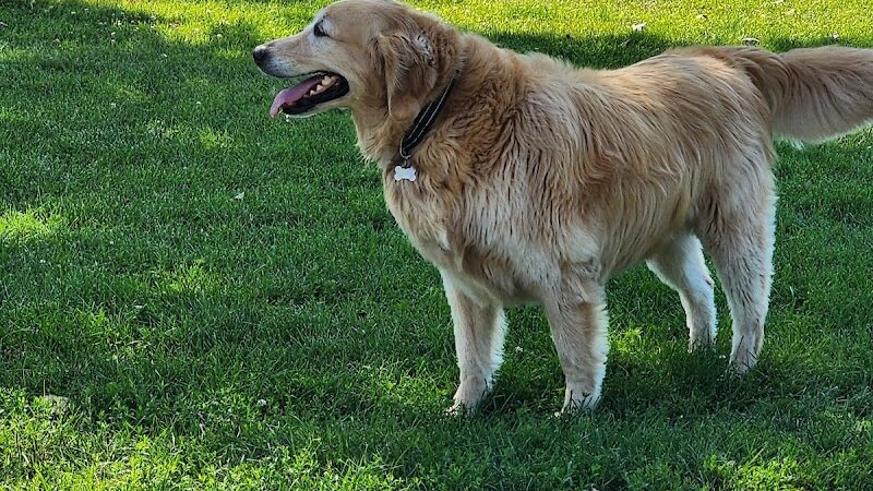 McBark Dog Park - McHenry, IL