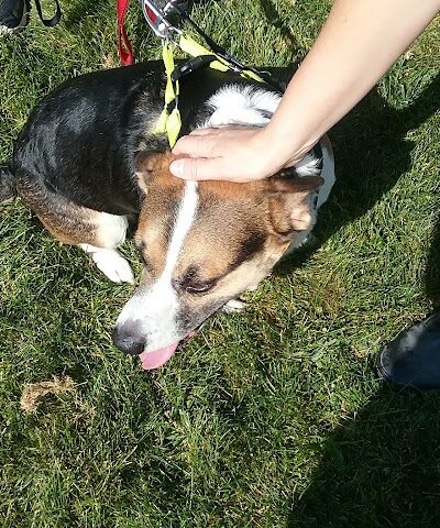 McBark Dog Park - McHenry, IL