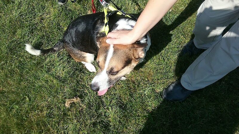 McBark Dog Park - McHenry, IL