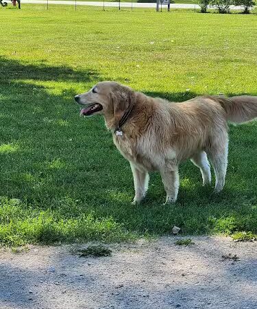 McBark Dog Park - McHenry, IL