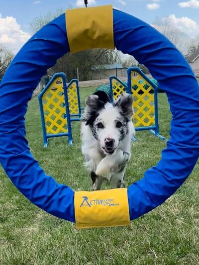 Zoomie Zones - McHenry, IL