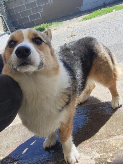 McKenna Kennels Pet Resort - McKenna, WA