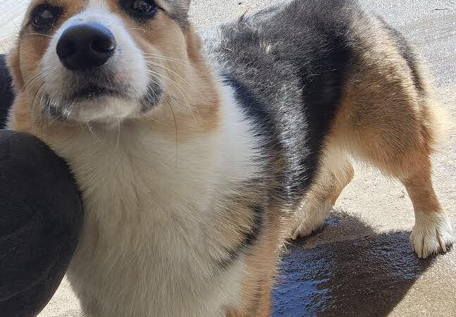 McKenna Kennels Pet Resort - McKenna, WA