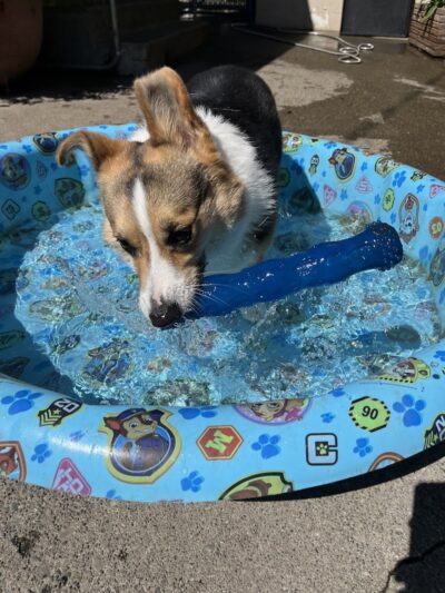 McKenna Kennels Pet Resort - McKenna, WA