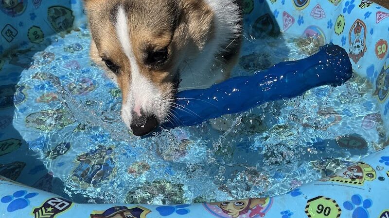 McKenna Kennels Pet Resort - McKenna, WA