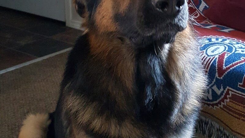 McKenna Kennels Pet Resort - McKenna, WA