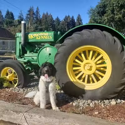 McKenna Kennels Pet Resort - McKenna, WA