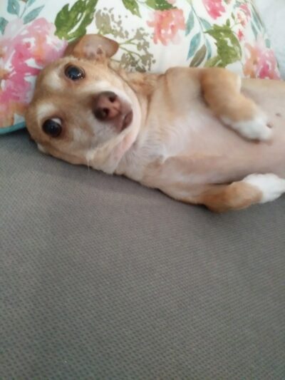 McKenna Kennels Pet Resort - McKenna, WA