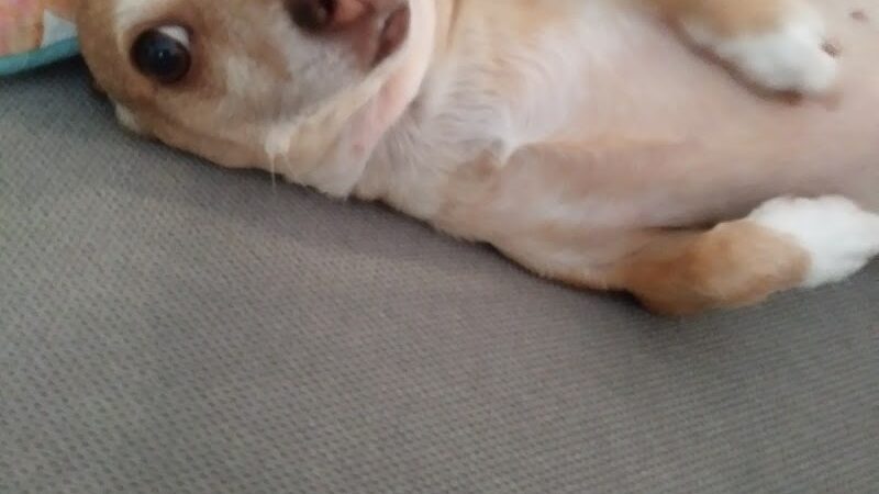 McKenna Kennels Pet Resort - McKenna, WA