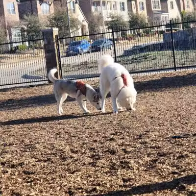 K9 Corral at Craig Ranch - McKinney, TX