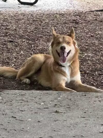 K9 Corral at Craig Ranch - McKinney, TX