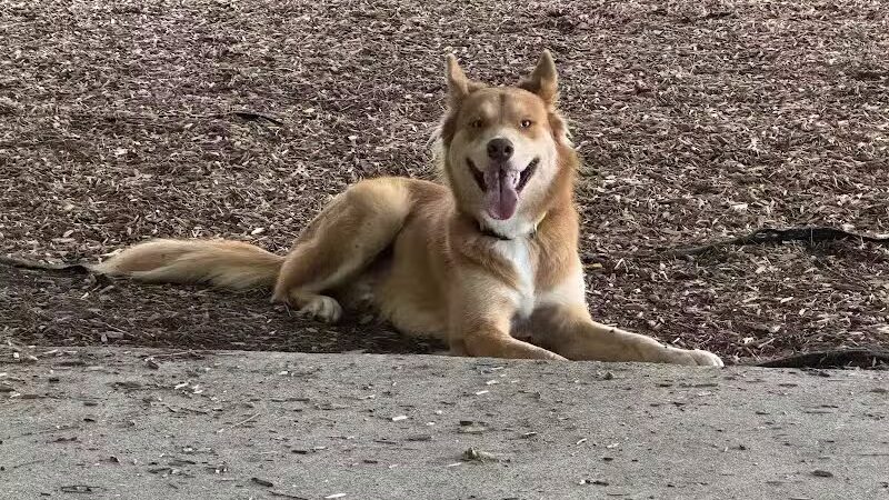 K9 Corral at Craig Ranch - McKinney, TX