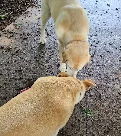 K9 Corral at Craig Ranch - McKinney, TX