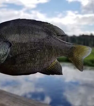 Round Lake Preserve - Mechanicville, NY