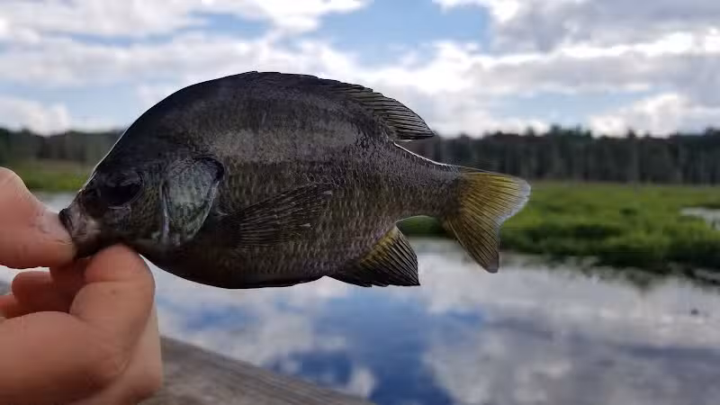 Round Lake Preserve - Mechanicville, NY