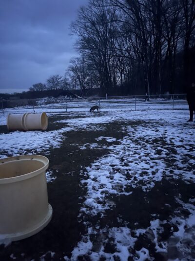 Medina Dog Park - Medina, NY