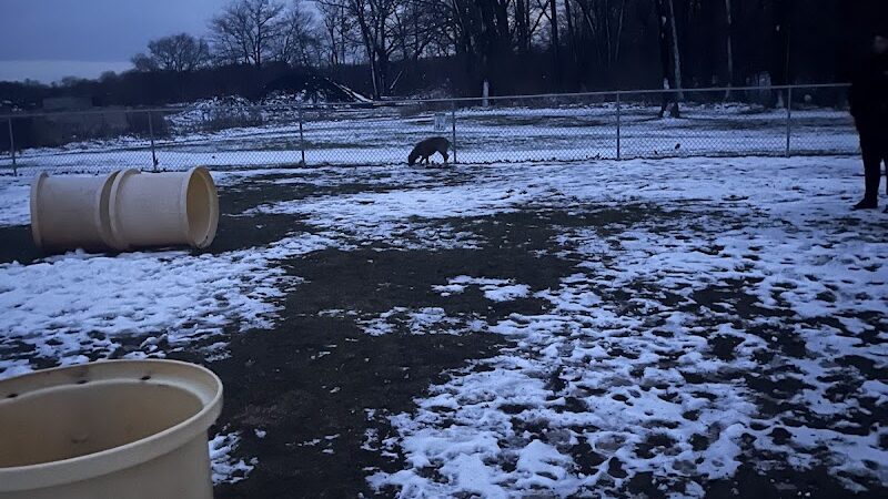 Medina Dog Park - Medina, NY