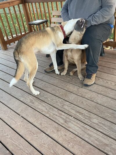 Medina Dog Park - Medina, NY