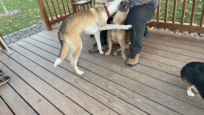 Medina Dog Park - Medina, NY