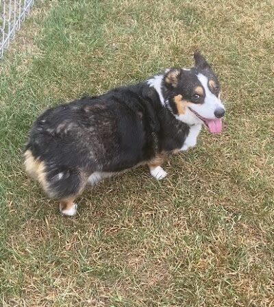 Medina Dog Park - Medina, NY