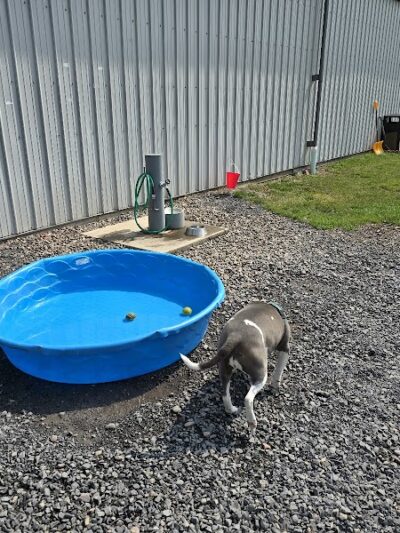 Medina Dog Park - Medina, NY