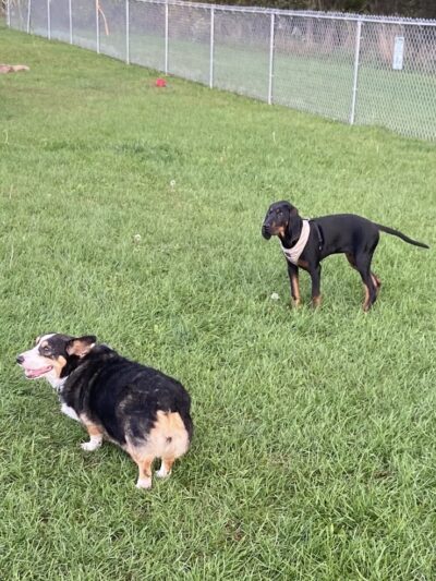 Medina Dog Park - Medina, NY