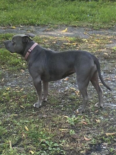 Medina Dog Park - Medina, NY