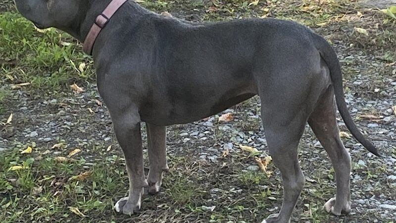 Medina Dog Park - Medina, NY