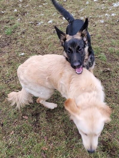 Medina Dog Park - Medina, NY