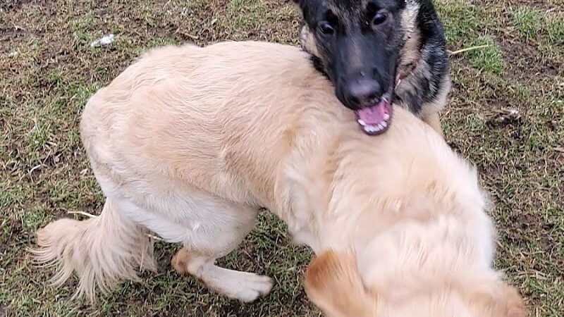 Medina Dog Park - Medina, NY