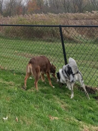 City of Mentor Dog Park - Mentor, OH