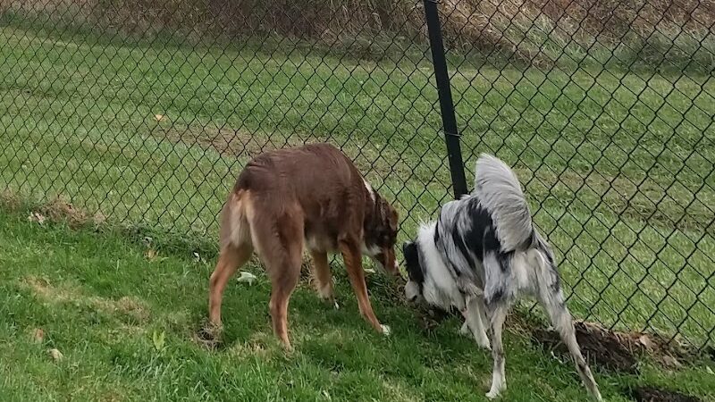 City of Mentor Dog Park - Mentor, OH