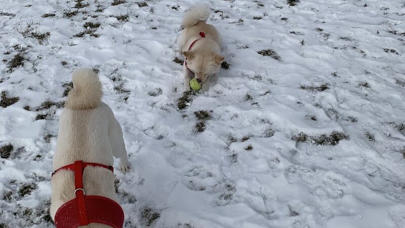 City of Mentor Dog Park - Mentor, OH