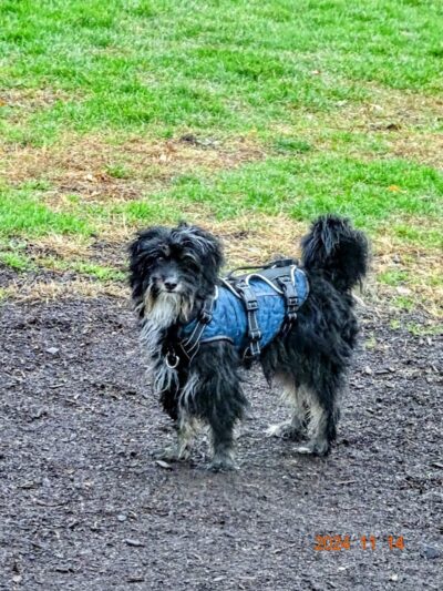 City of Mentor Dog Park - Mentor, OH