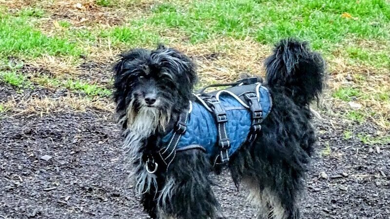 City of Mentor Dog Park - Mentor, OH