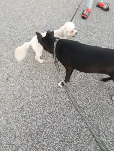 City of Mentor Dog Park - Mentor, OH