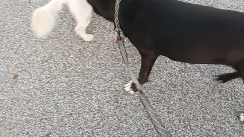 City of Mentor Dog Park - Mentor, OH