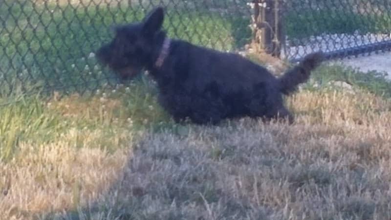 City of Mentor Dog Park - Mentor, OH