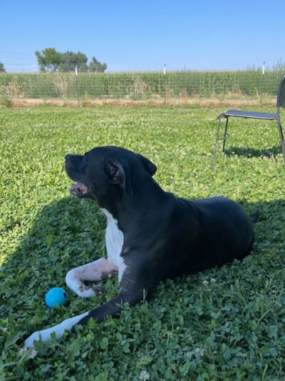 Unleashed Unlimited Private Dog Park