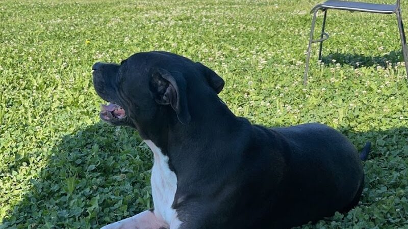 Unleashed Unlimited Private Dog Park