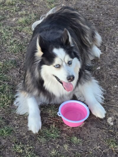 Unleashed Unlimited Private Dog Park