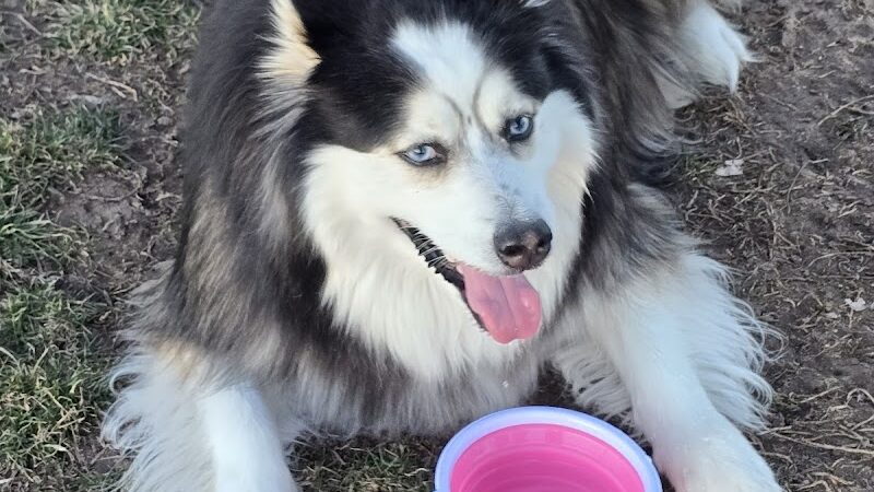 Unleashed Unlimited Private Dog Park